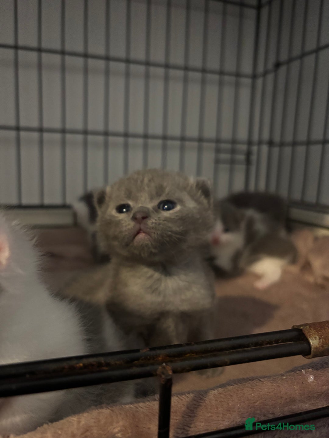 British Shorthair cats for sale: British shorthair kittens  - Image 23
