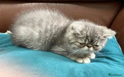 Exotic cats for sale: Beautiful exotic kittens  - Image 5