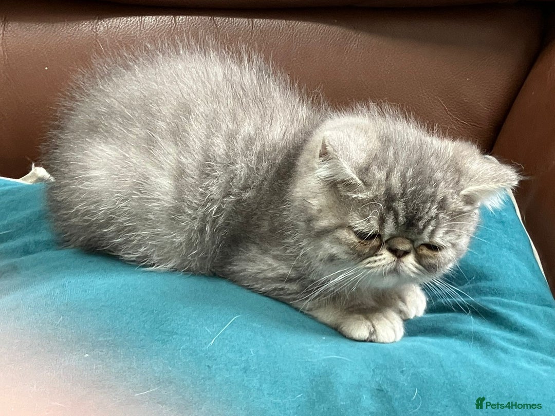 Exotic cats for sale: Beautiful exotic kittens  - Image 5