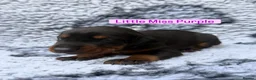 Dobermann dogs for sale: 2 girls left ❤️ Doberman Puppies - Advert 18