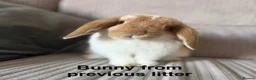 Mini Lop rabbits for sale: Mini Lion Lop Bunnies - Advert 21