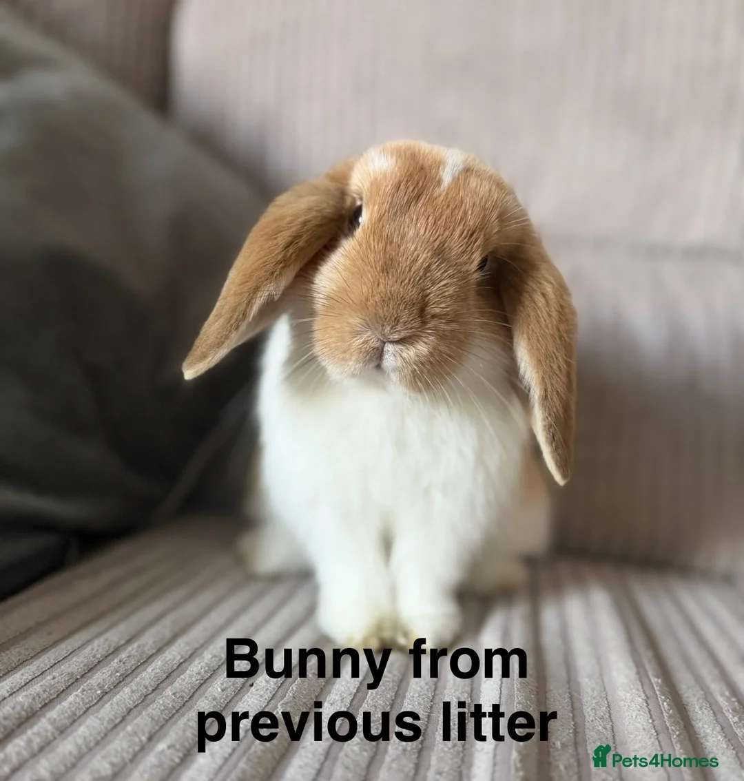 Mini Lop rabbits for sale: Mini Lion Lop Bunnies - Advert 21