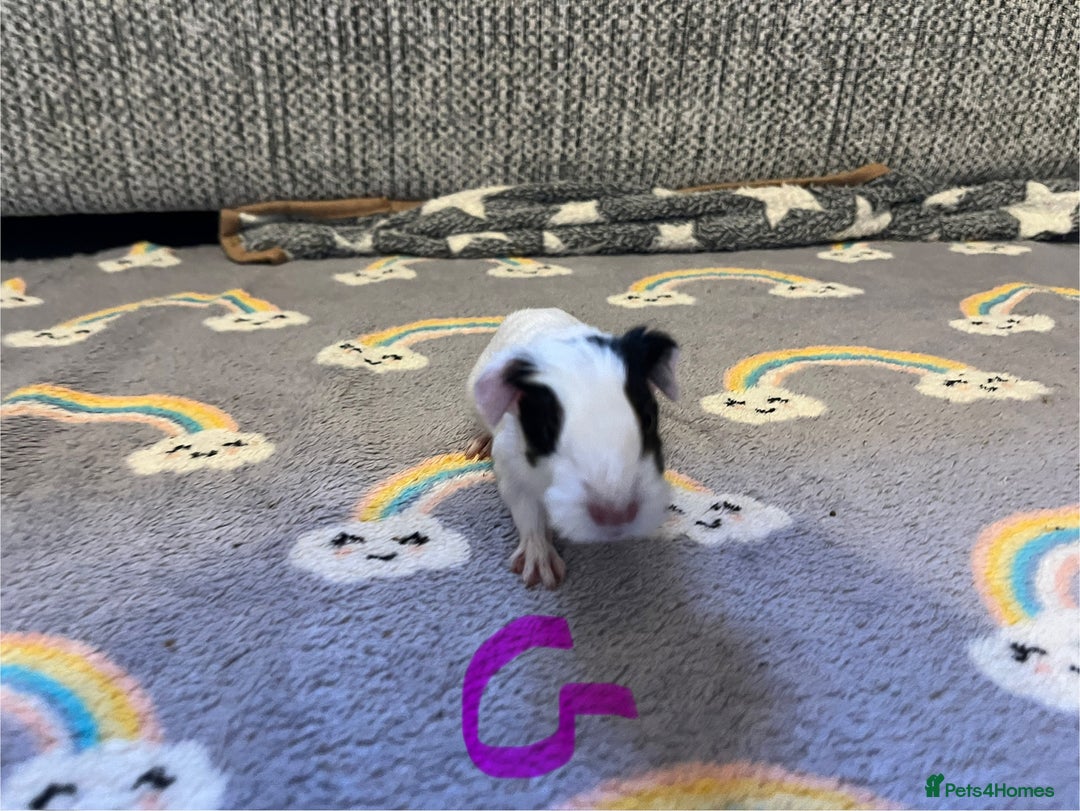 Guinea Pig rodents for sale: 🩷💙Girl and boy baby guinea pigs  - Advert 1