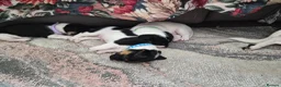 Jack Russell dogs for sale: 4 stunning male jack russell puppies  in Larkhall - Advert 15