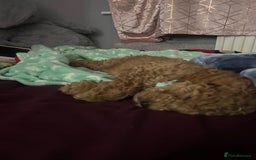 Cockapoo dogs for sale: Mylo our 9 weeks old cockapoo BOY - Advert 3