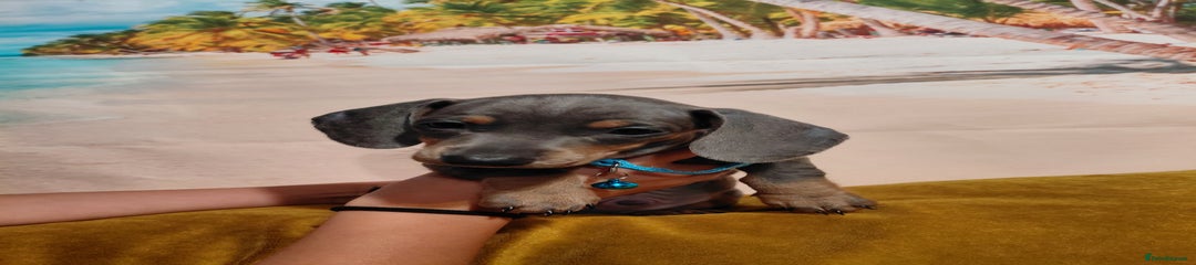 Miniature Dachshund Puppy 2