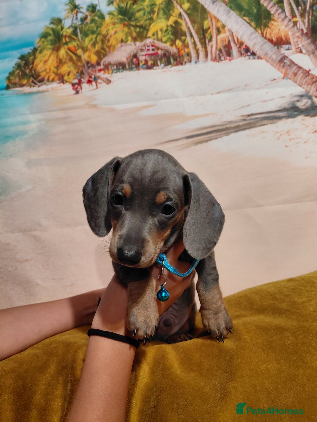 Miniature Dachshund dogs for sale: Miniature Dashund puppies  - Image 4