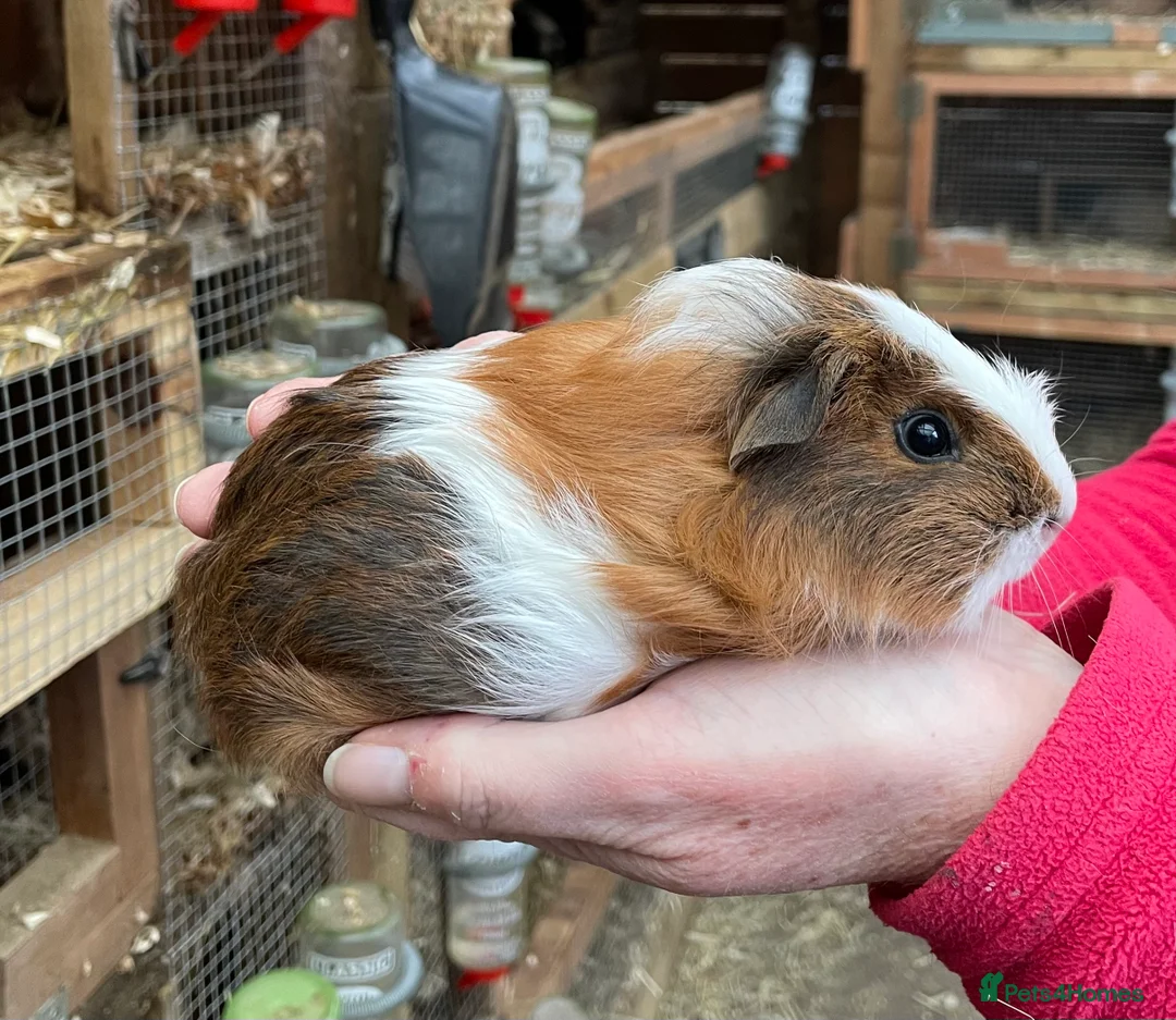 Guinea Pig rodents for sale: SWEET NATURED BABY GUINEA PIGS - Advert 2