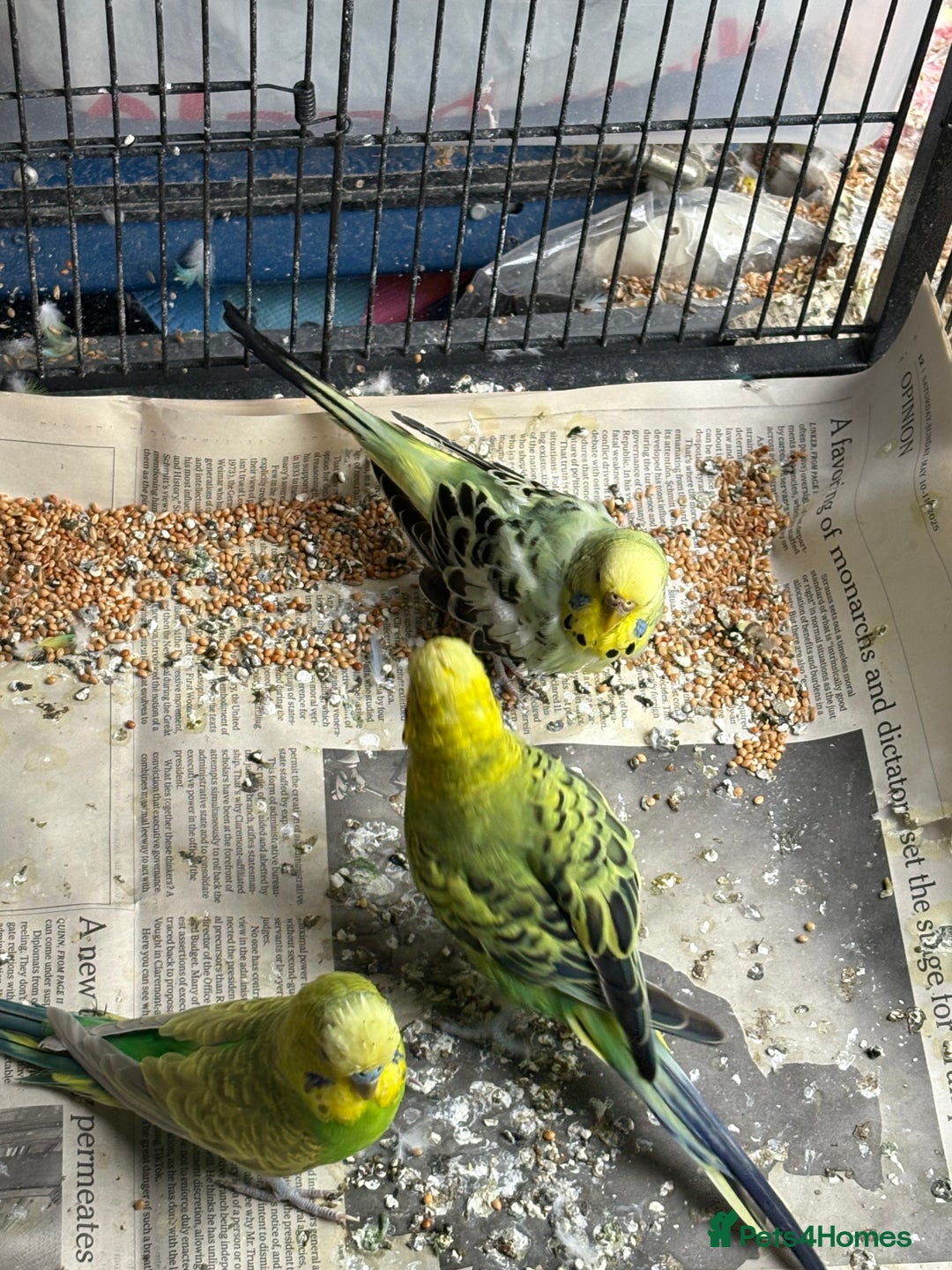 Budgerigars birds for sale: Budgies, mixed colours, only afew left now - Image 8