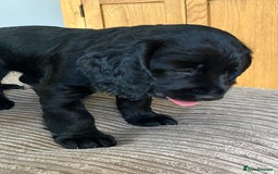 Cocker Spaniel dogs for sale: Working cocker spaniel pups  - Image 8