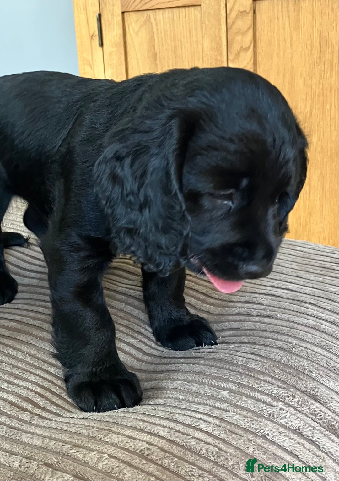 Cocker Spaniel dogs for sale: Working cocker spaniel pups  - Image 8