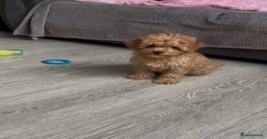 Cavapoo dogs - Advert 16