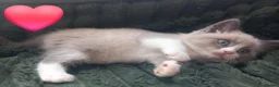 Mixed Breed cats for sale: Persian x sphynx  accidental litter - Advert 21