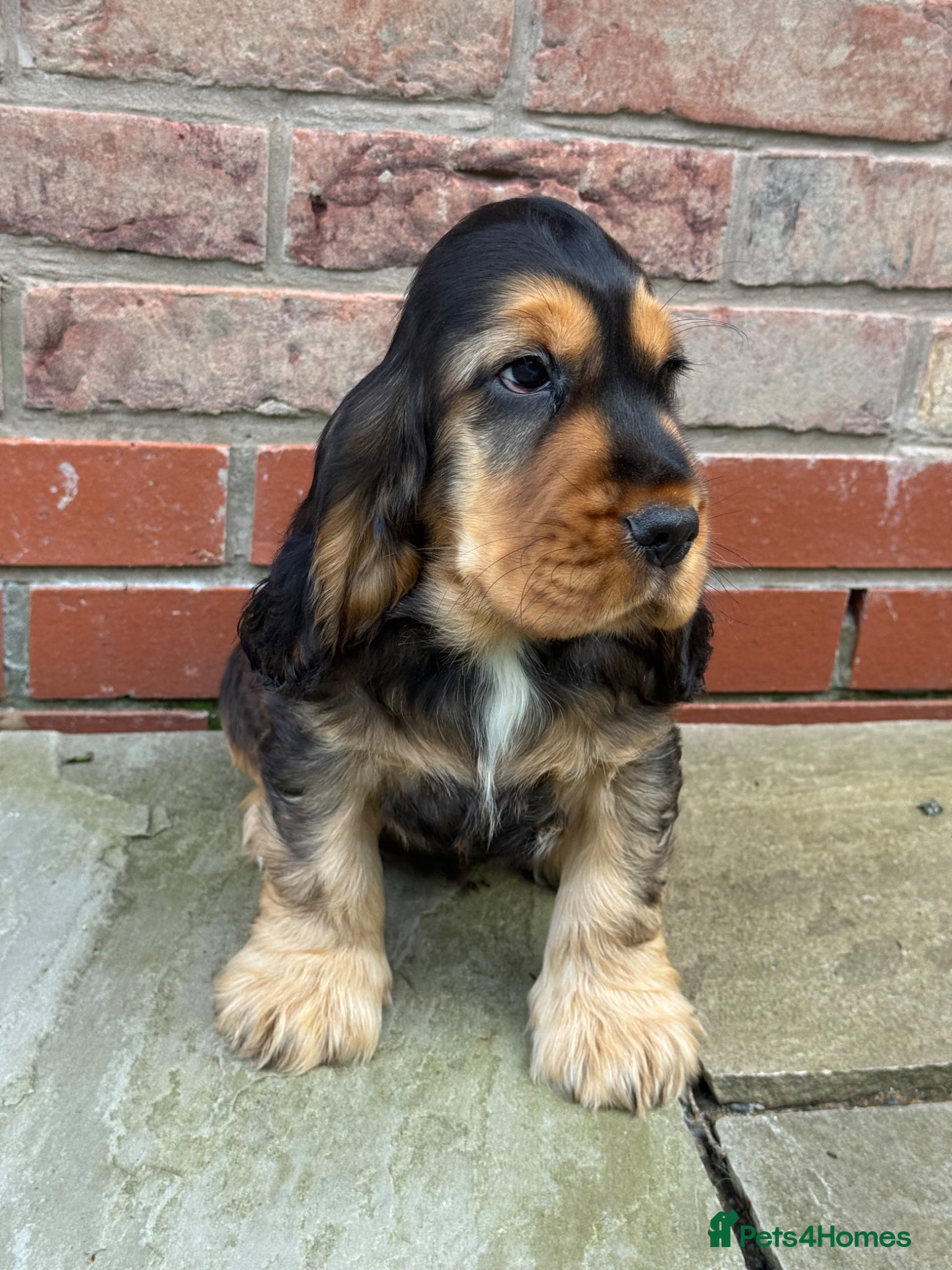 Cocker Spaniel dogs TRUE SHOWTYPE KC REGISTERED HEALTH TESTED - Advert 11