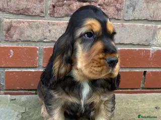 Cocker Spaniel dogs TRUE SHOWTYPE KC REGISTERED HEALTH TESTED - Advert 11