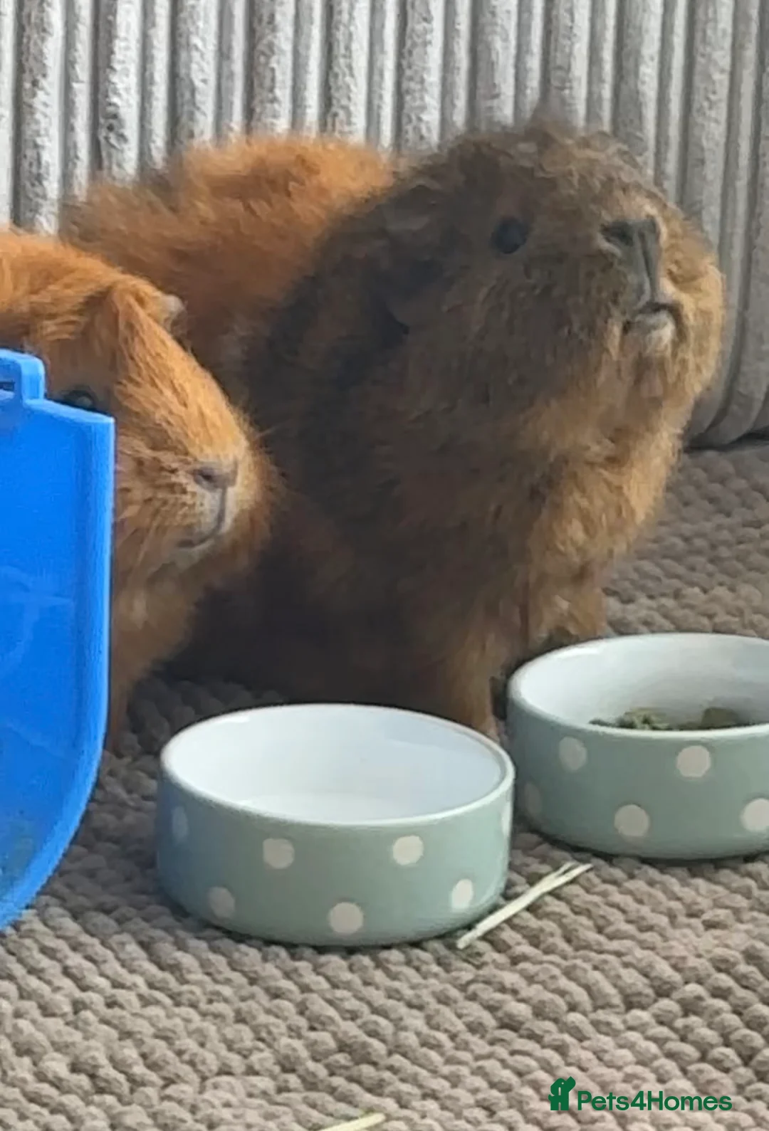 Guinea Pig rodents for sale: cage, food, accessories - Advert 2