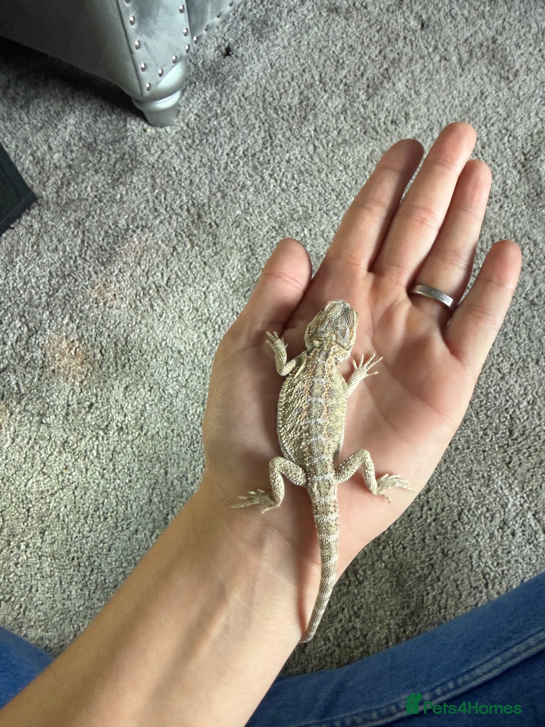 Bearded Dragon reptiles for sale: Baby bearded dragon with full set up  - Image 4