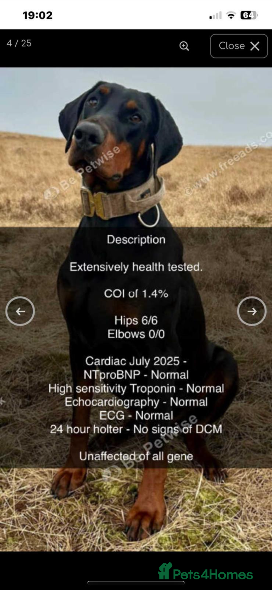 Dobermann dogs for sale: KC REG HEALTH TESTED EUROPEAN DOBERMAN : REDUCED! - Advert 36