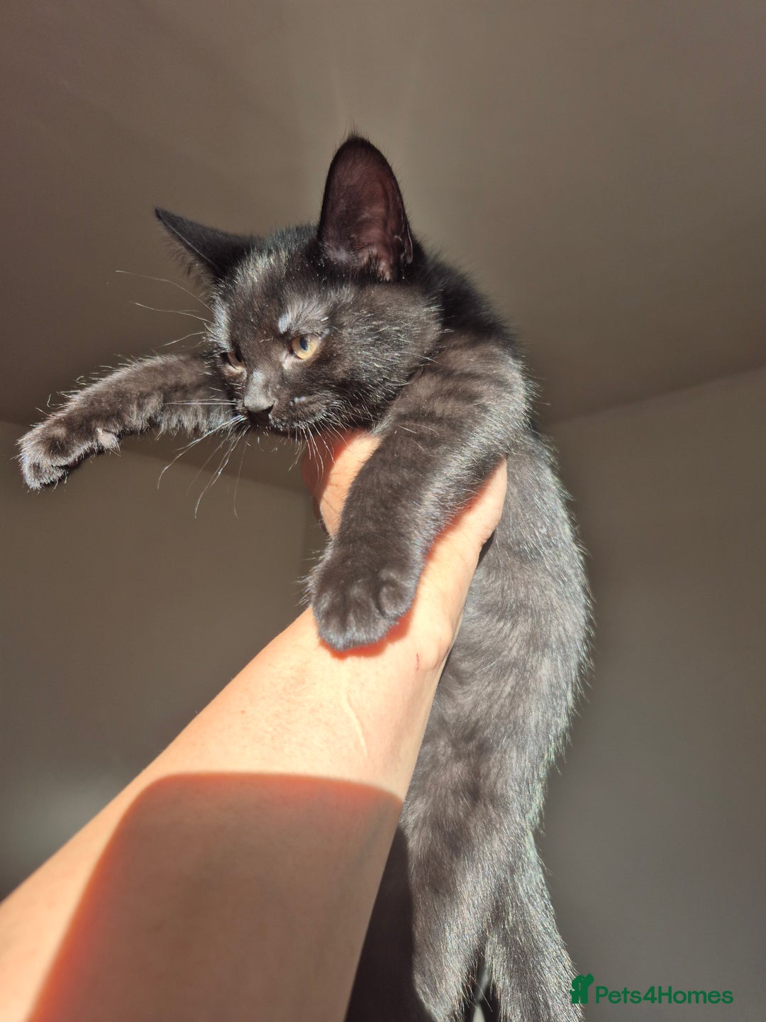 Mixed Breed cats for sale: 5 lovely affectionate kitten looking for home - Advert 14