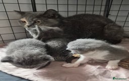 British Shorthair cats for sale: Stunning Champion Bloodline TICA reg kittens - Image 15