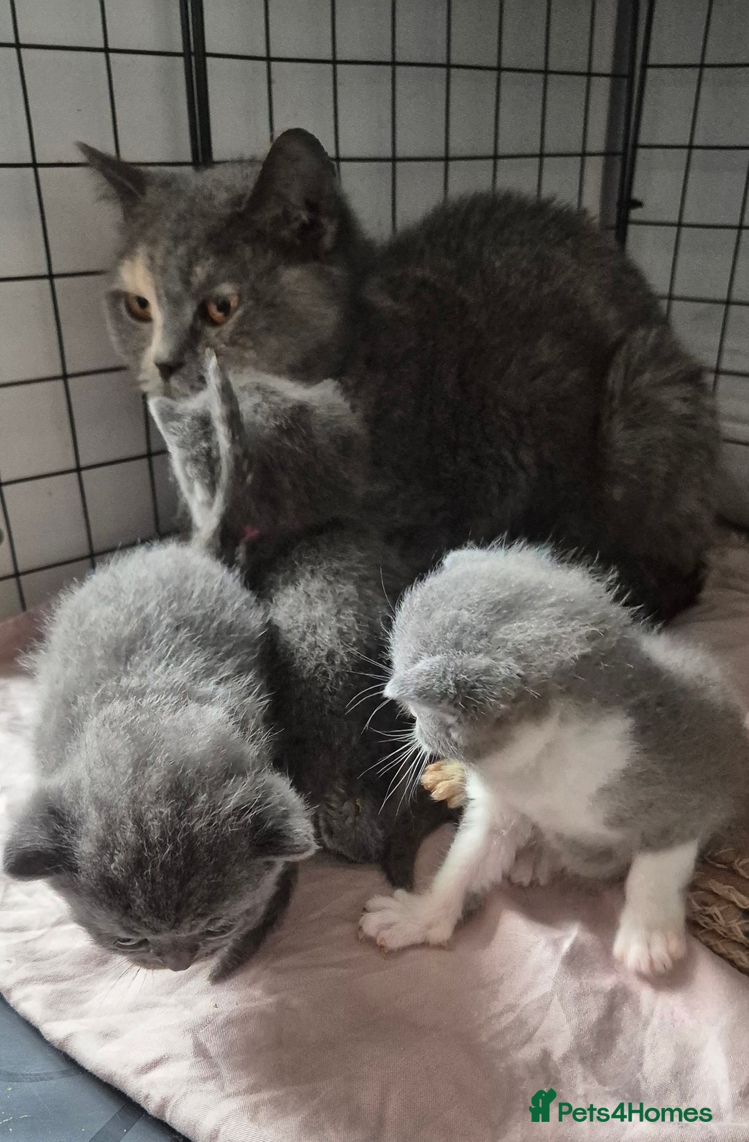 British Shorthair cats for sale: Stunning Champion Bloodline TICA reg kittens - Image 15