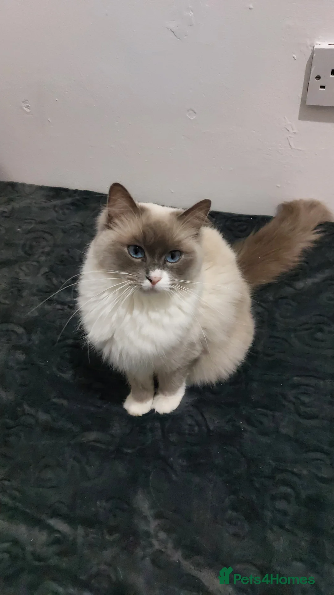 Ragdoll cats for sale: Beautiful Ragdoll Princess  - Advert 9