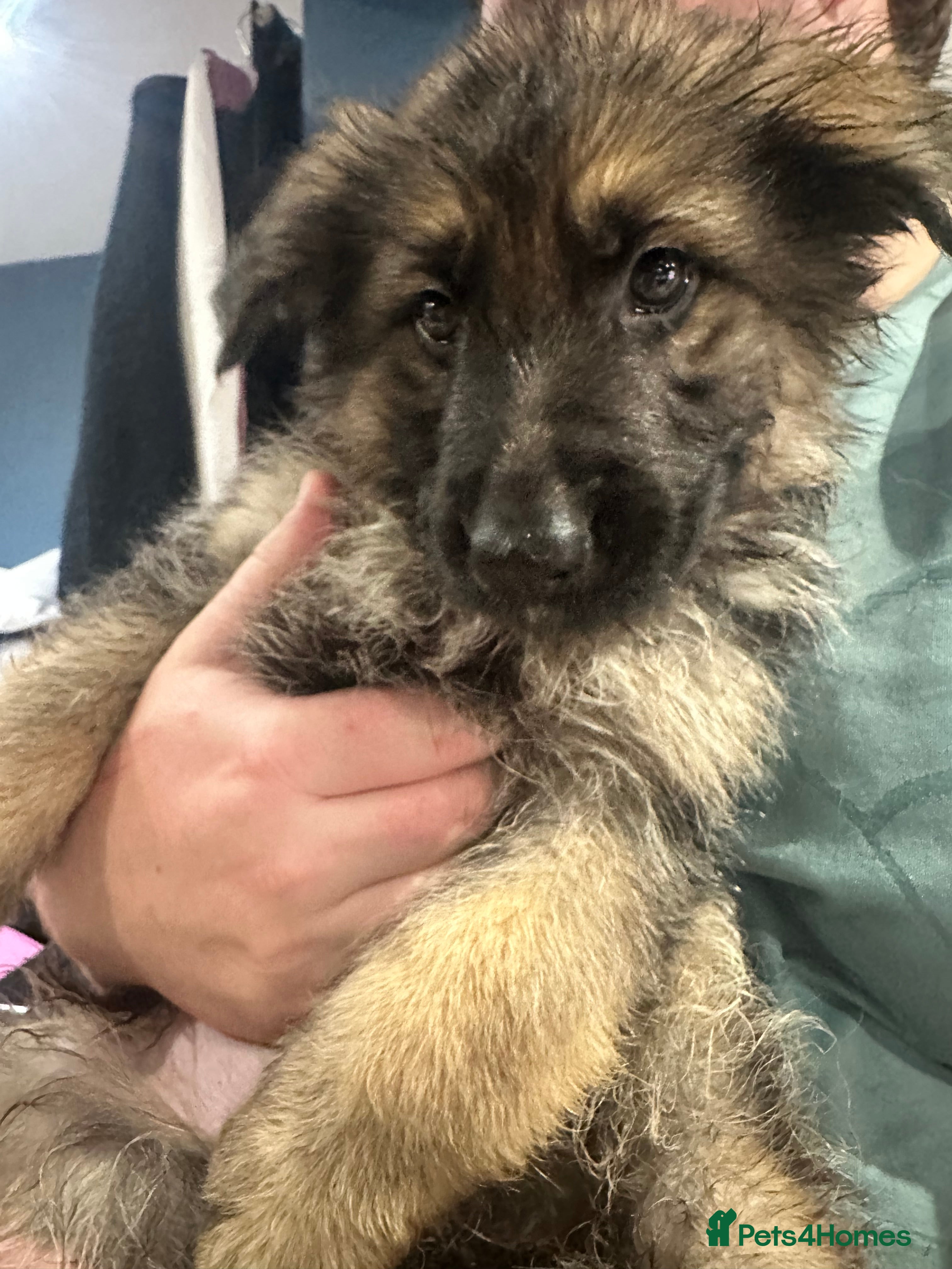 German Shepherd dogs German Shepherd puppies *Open to sensible offers* - Advert 10