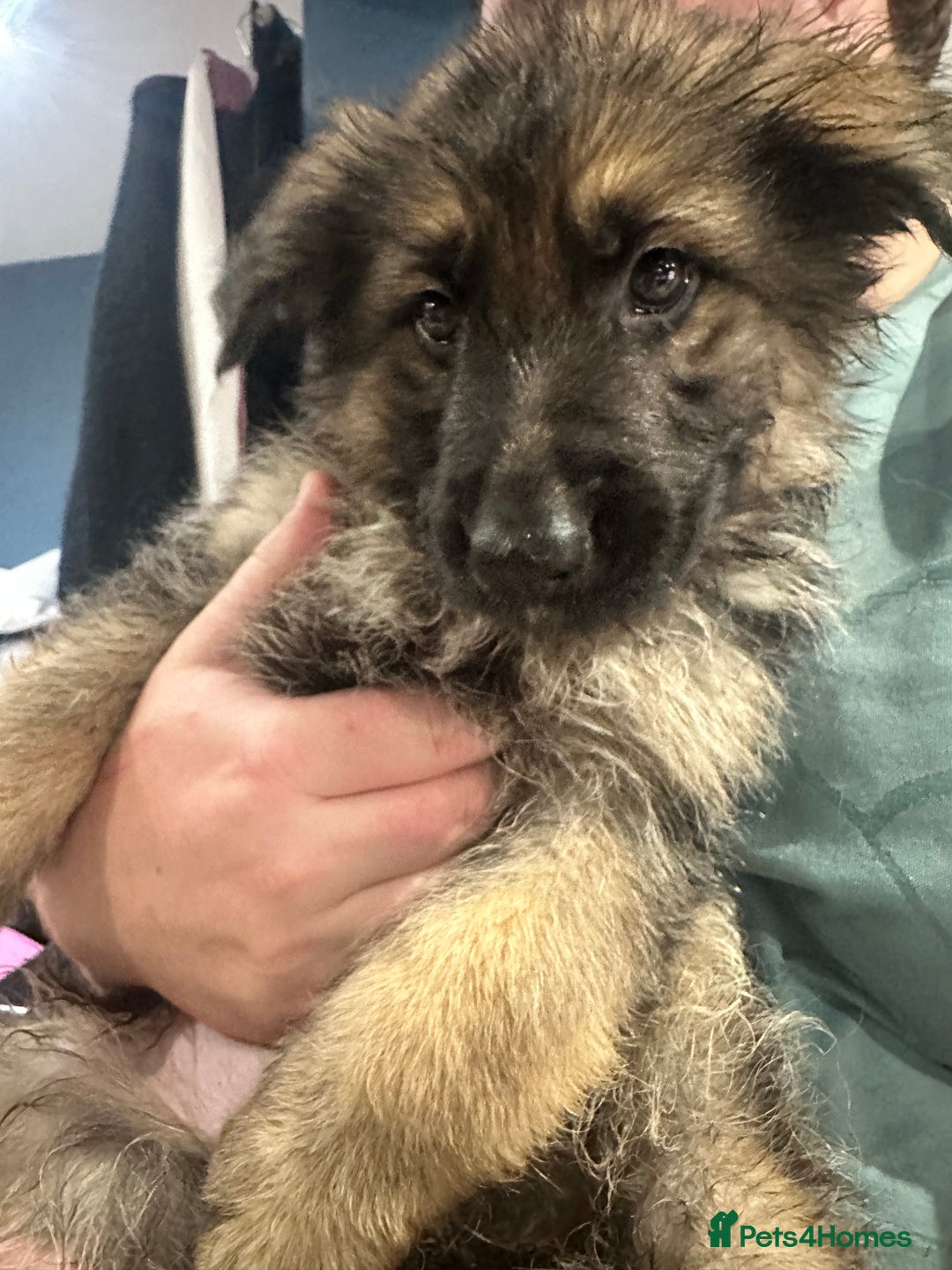 German Shepherd dogs for sale: German Shepherd puppies *Open to sensible offers* - Advert 1