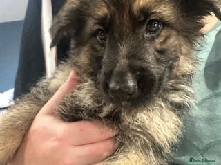 German Shepherd dogs German Shepherd puppies - Advert 3