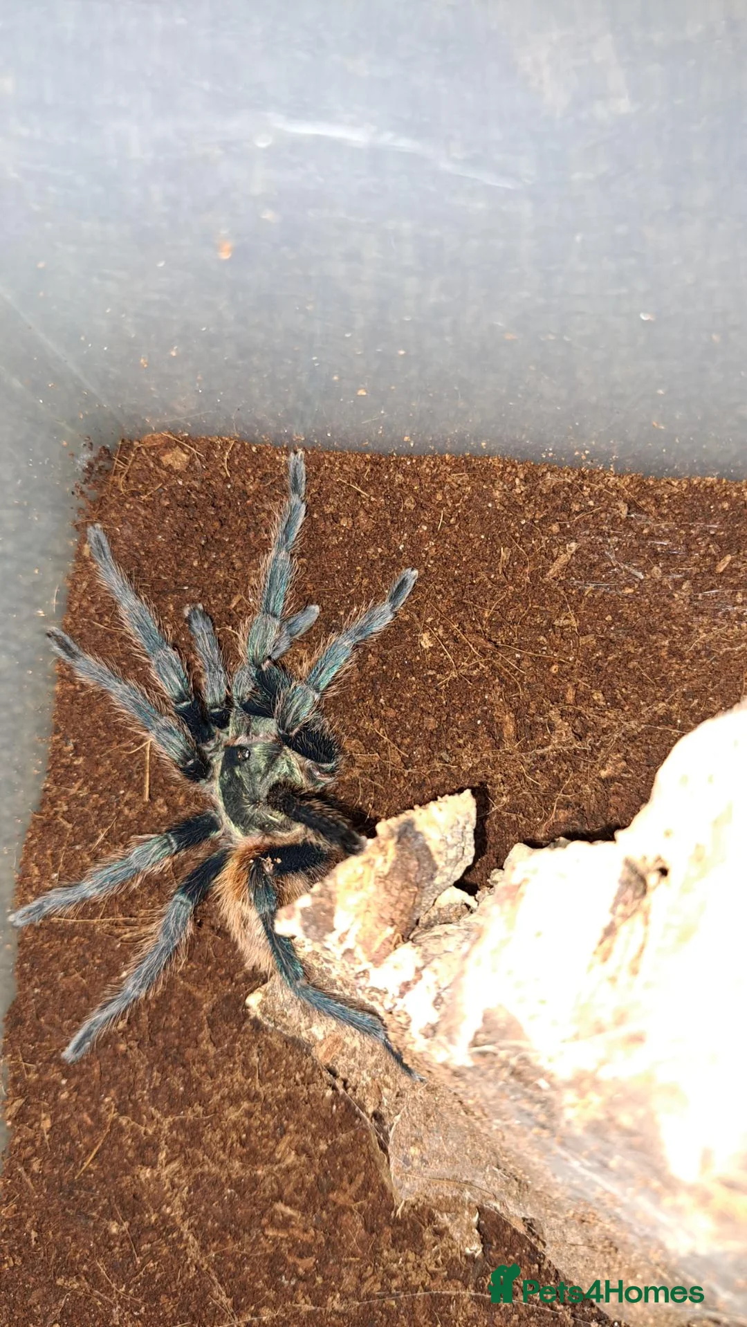 Tarantulas invertebrates for sale: Spiderlings and Juvs for sale - Advert 5