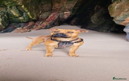 American Bull Staffy dogs for sale: Pups due 22 August  - Image 6