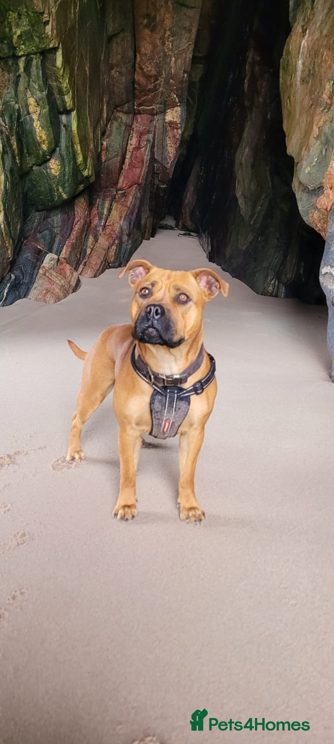 American Bull Staffy dogs for sale: Pups due 22 August  - Image 6