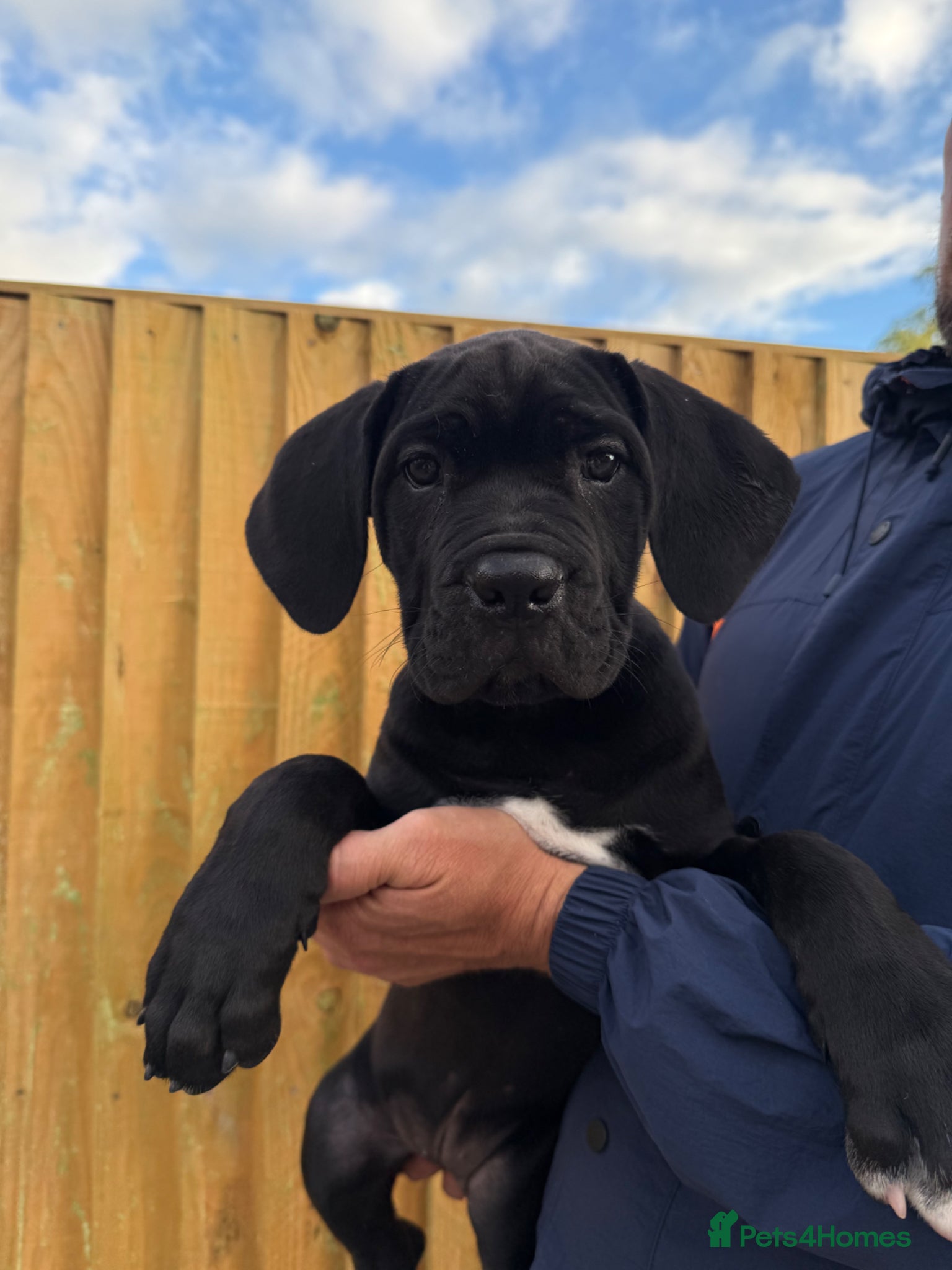 Cane Corso dogs CANE CORSO PUPPIES - Advert 6
