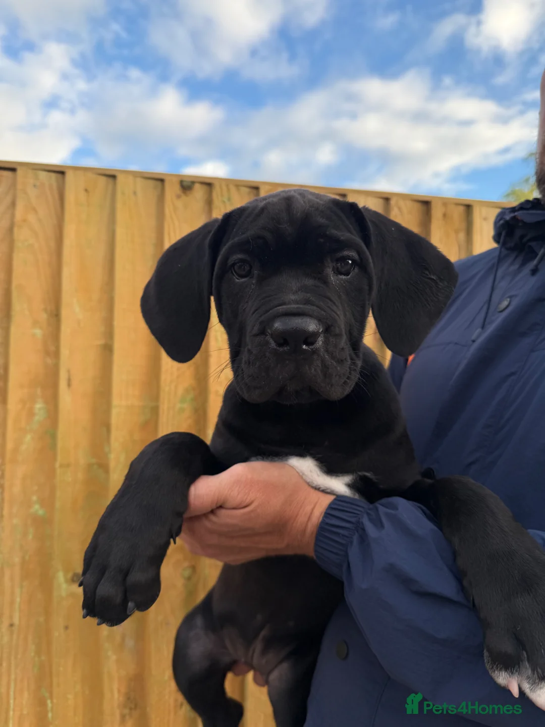 Cane Corso dogs for sale: CANE CORSO PUPPIES - Advert 1