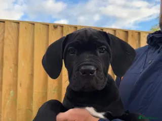 Cane Corso dogs CANE CORSO PUPPIES - Advert 9