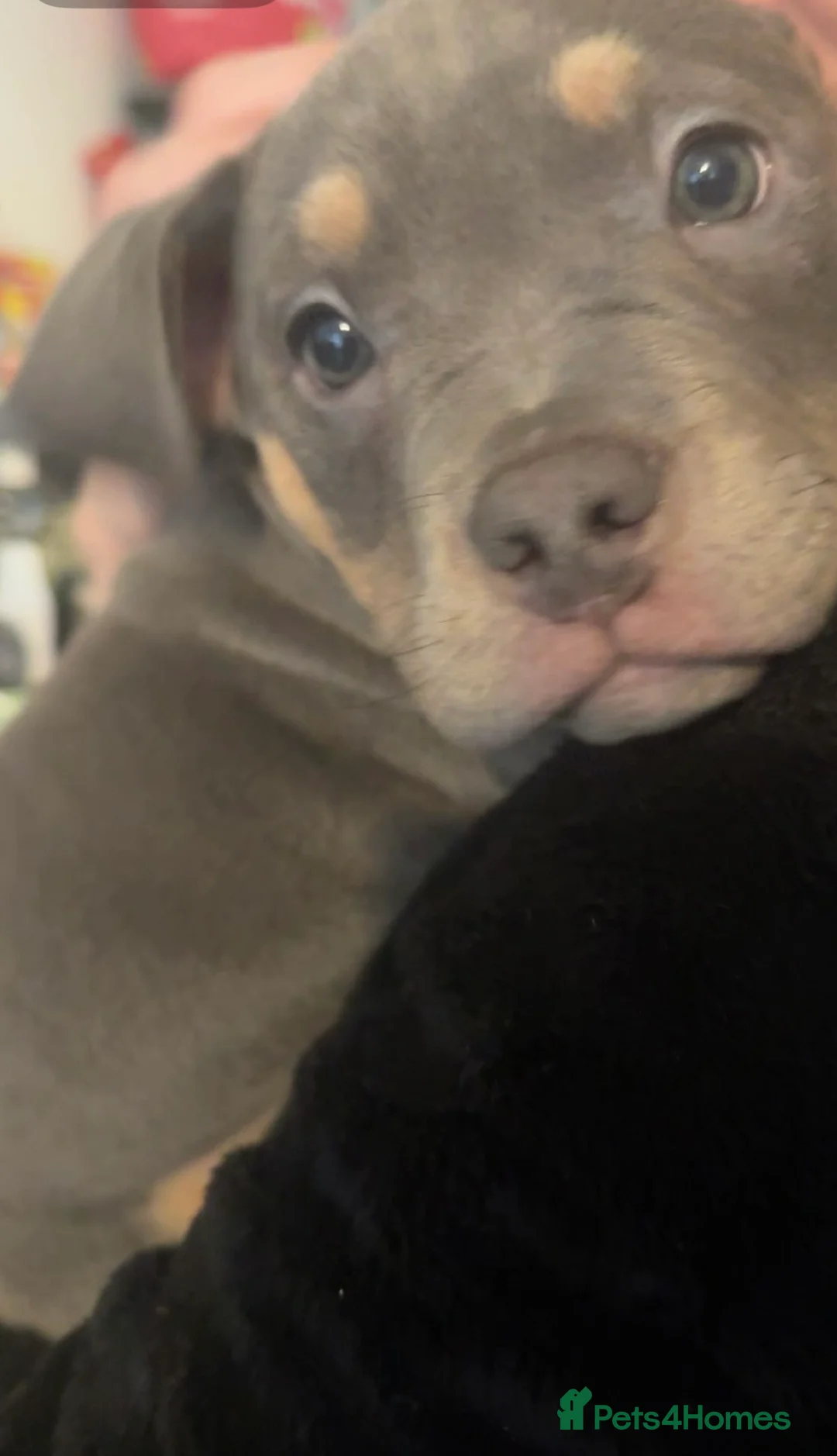 American Bully dogs for sale: Pocket bully pups  - Advert 4