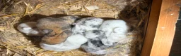 Netherland Dwarf rabbits for sale: Beautiful Neverland Dwarf & mini lop - Advert 5