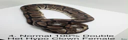 Python Snake reptiles for sale: Royal Pythons - Advert 4