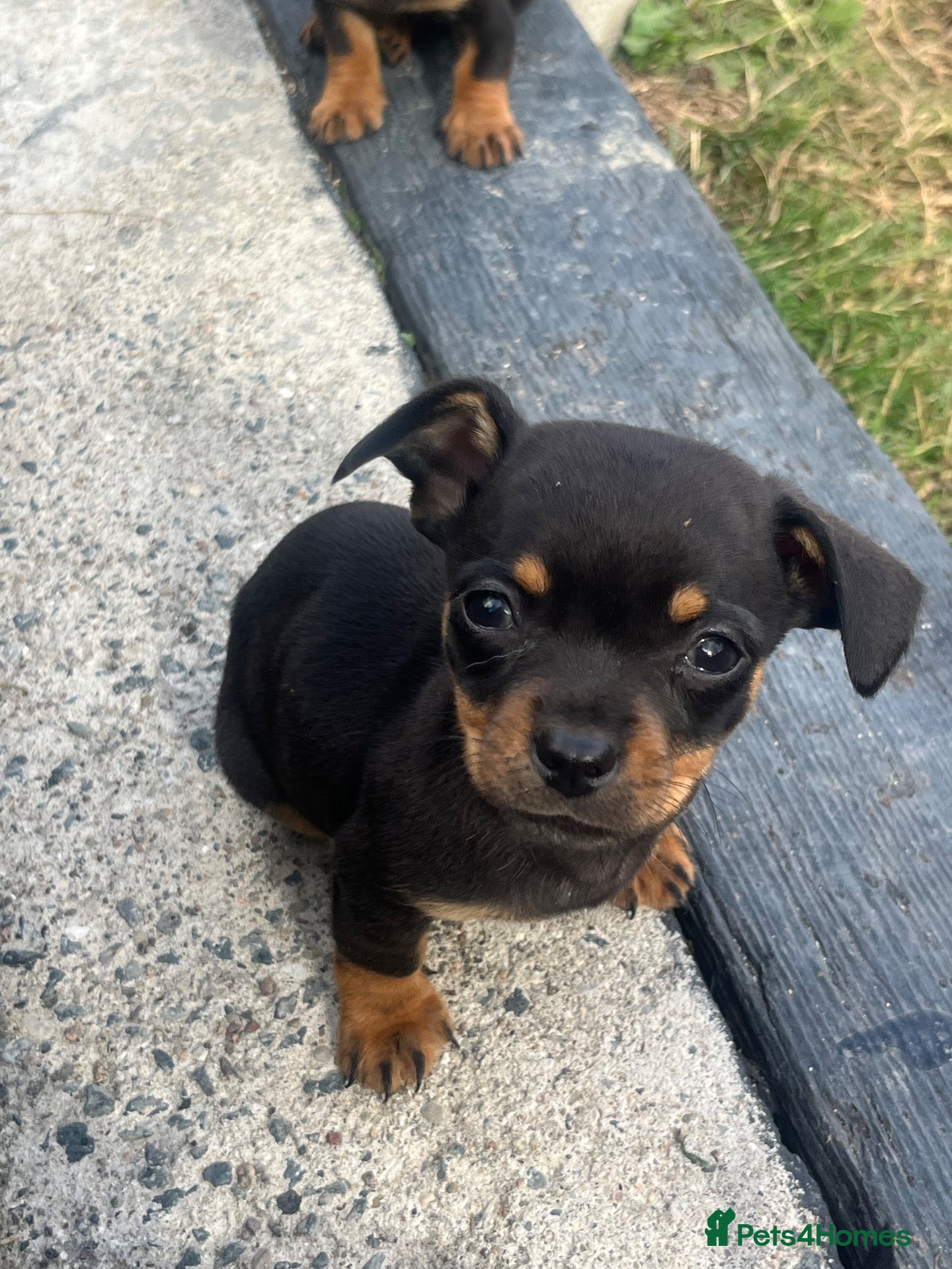 Chiweenie dogs 🌸 Beautiful Chiweenie Puppies 🌸 - Advert 2