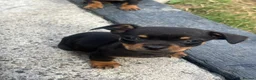 Chiweenie dogs for sale: 🌸 Beautiful Chiweenie Puppies 🌸 - Advert 9