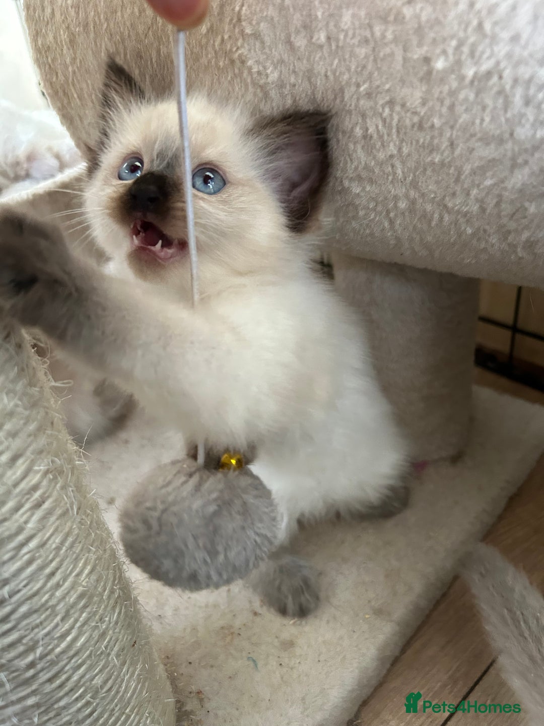 Ragdoll cats for sale: Ragdoll kittens - Image 3