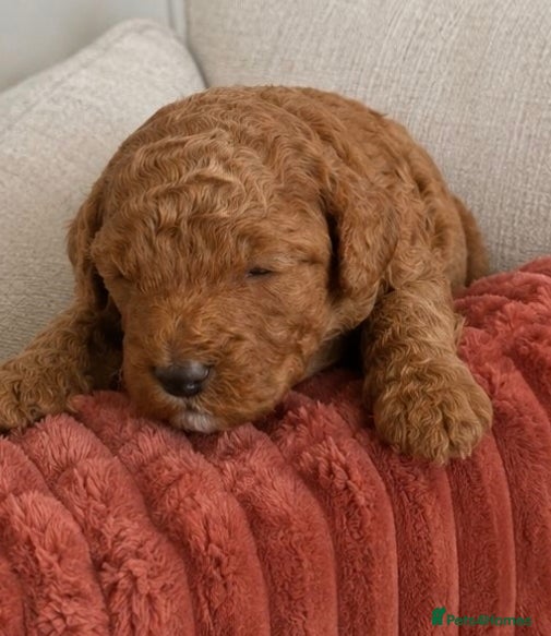 Miniature Poodle dogs for sale: Purebred Miniature Poodle Puppies - Advert 4