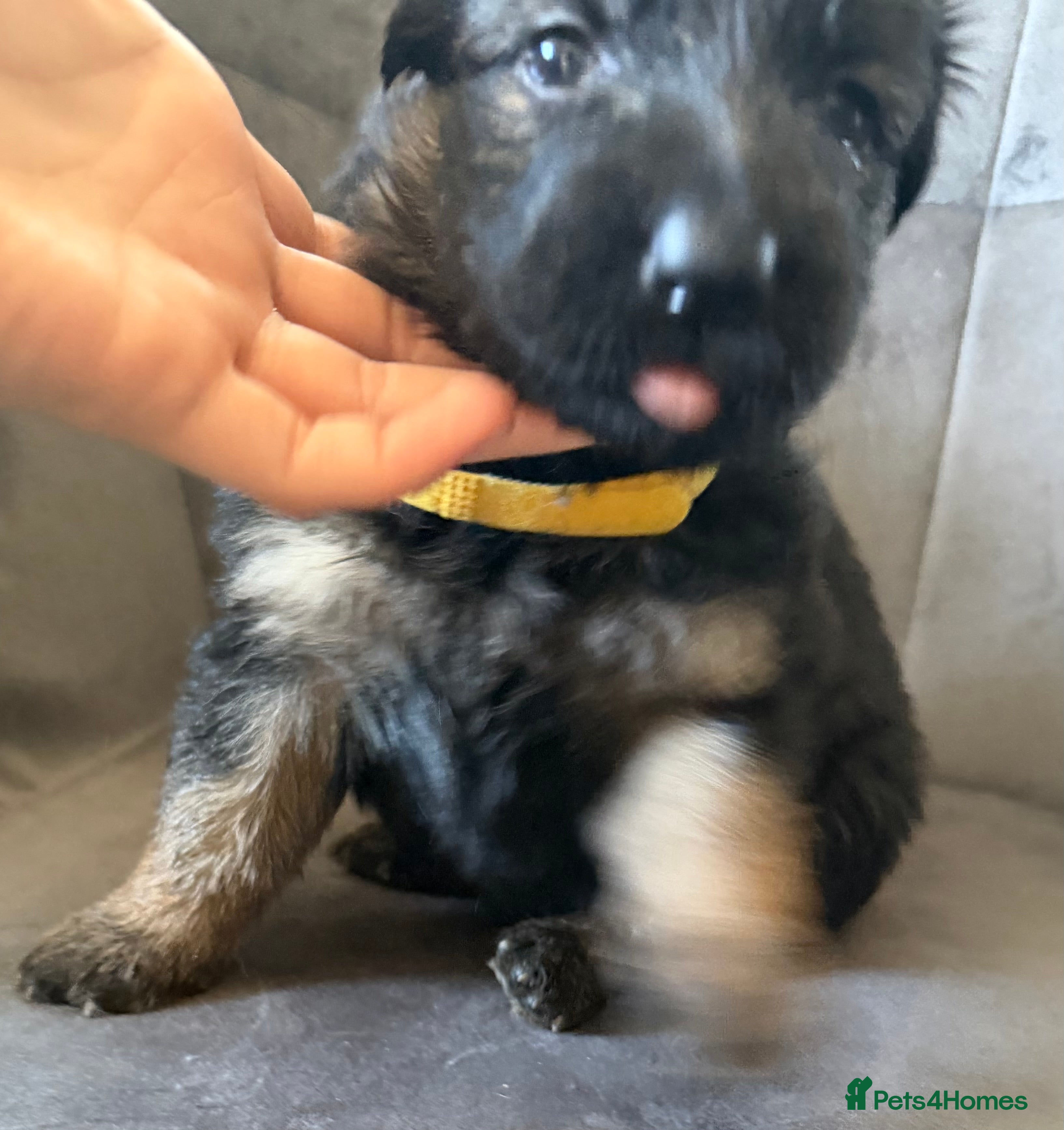German Shepherd dogs Gorgeous German shepherd puppies  - Advert 2