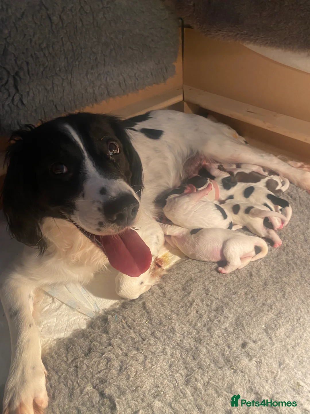 English Springer Spaniel dogs for sale: English Springer Spaniel - Advert 1