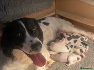 English Springer Spaniel dogs English Springer Spaniel - Advert 1