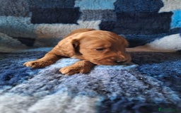 Cockapoo dogs for sale: Cockerpoo Puppies – Standard Size Red Boys Only - Image 8
