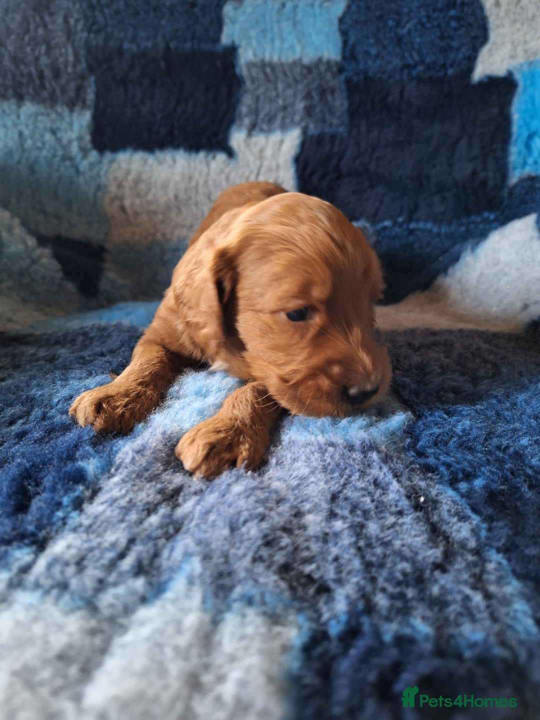 Cockapoo dogs for sale: Cockerpoo Puppies – Standard Size Red Boys Only - Image 8