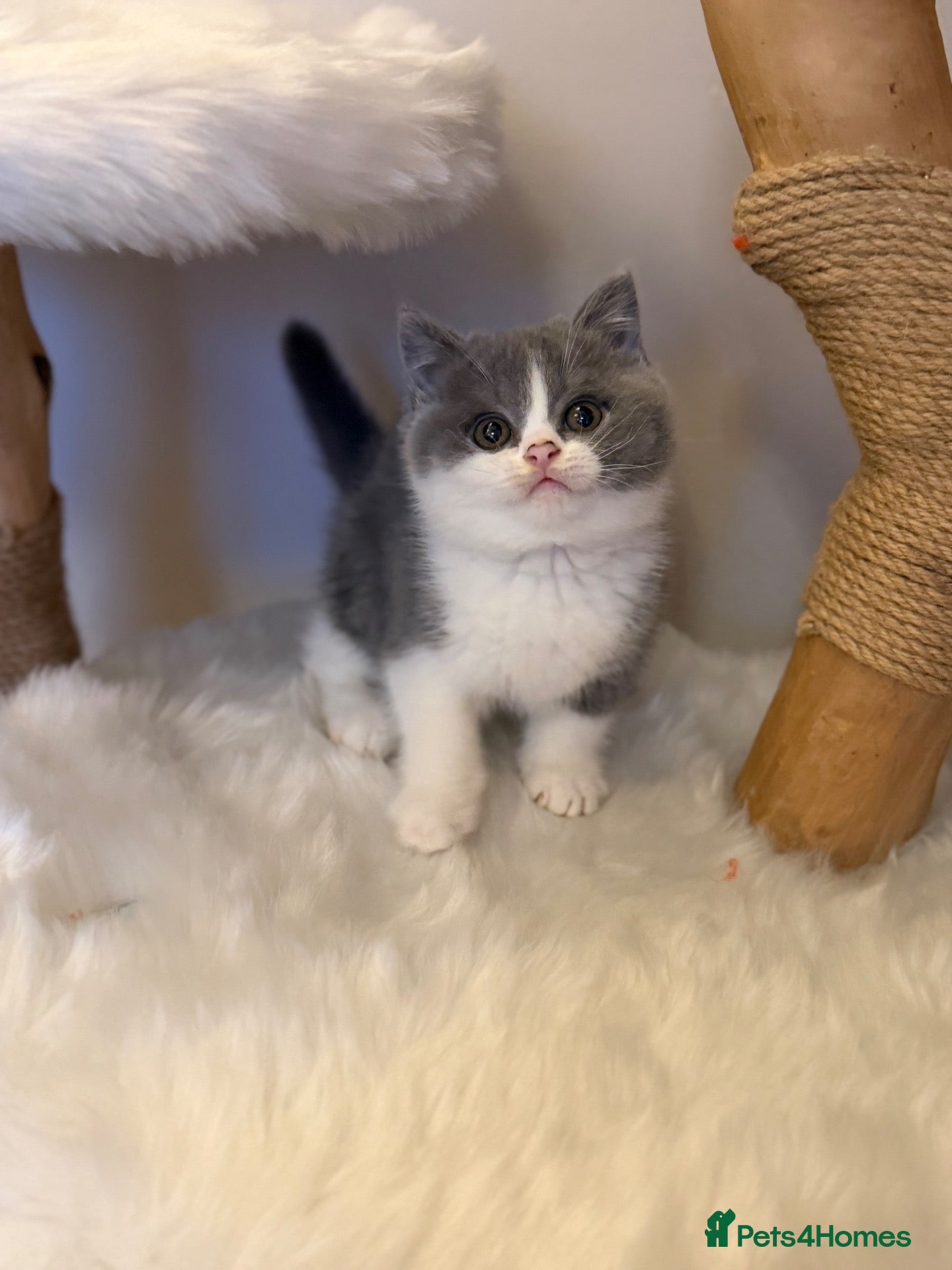 British Shorthair cats FULL PEDIGREE REGISTERED BSH  - Advert 1