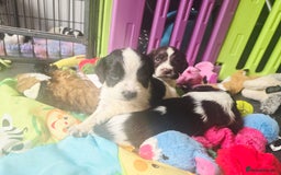 English Springer Spaniel dogs for sale: ⭐️ Ready Stunning KC DNA Vetted, home Ess Pups ⭐️ - Image 9