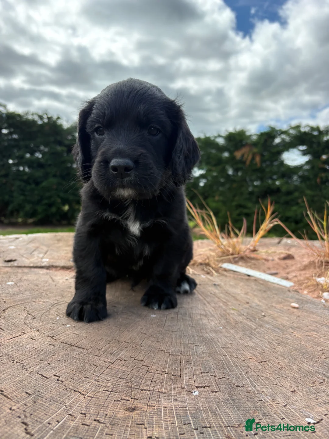 Springador dogs for sale: Beautiful springador puppies  - Advert 18
